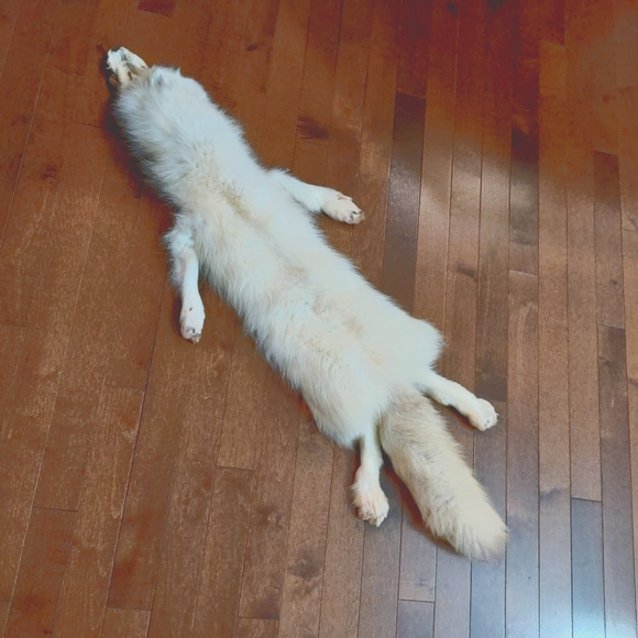 Arctic Fox Fur Tanned Pelt - Picture 1 of 1